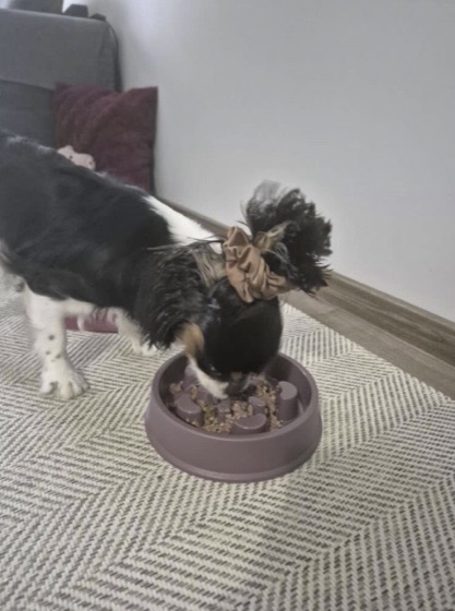 Cavalier care mănâncă din bol