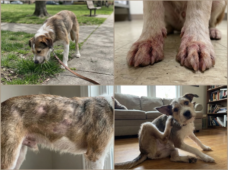Câine care mănâncă iarbă, lăbuțe înroșite, blană rărită pe șold și câine care se scarpină